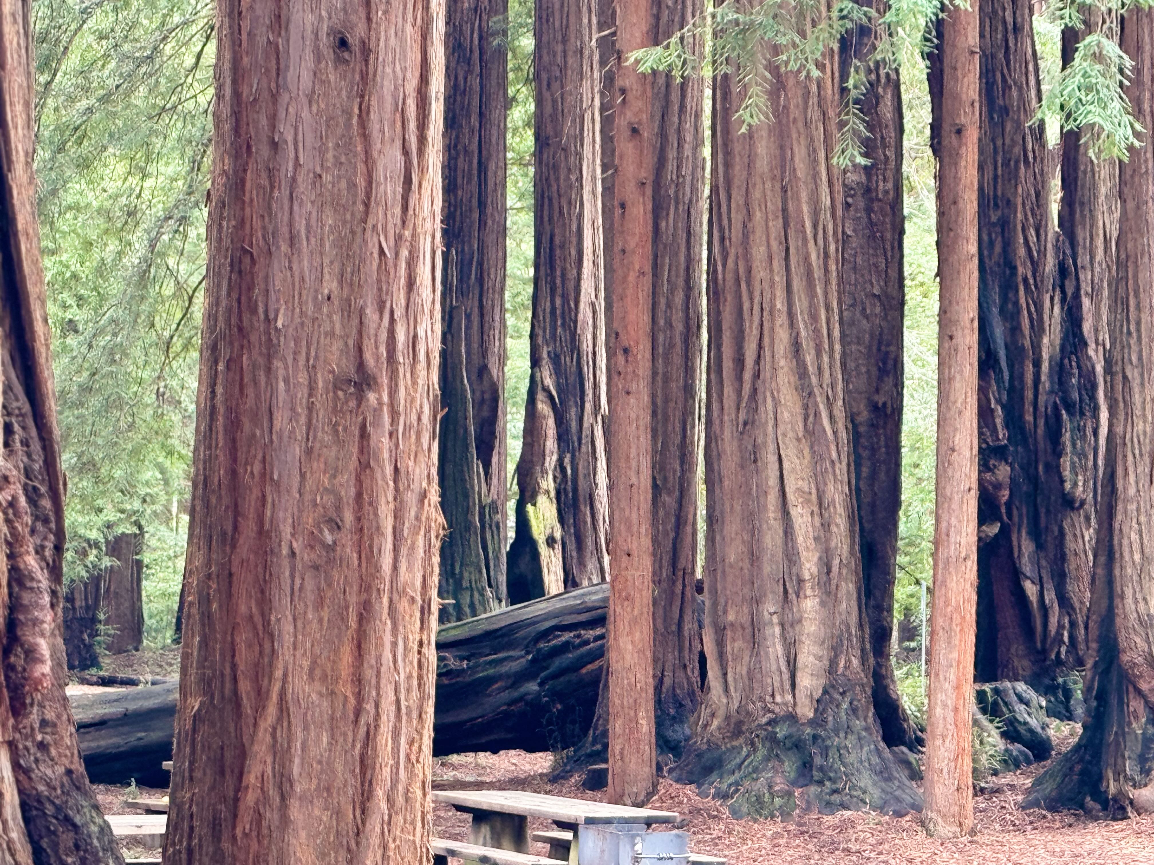 California Redwoods